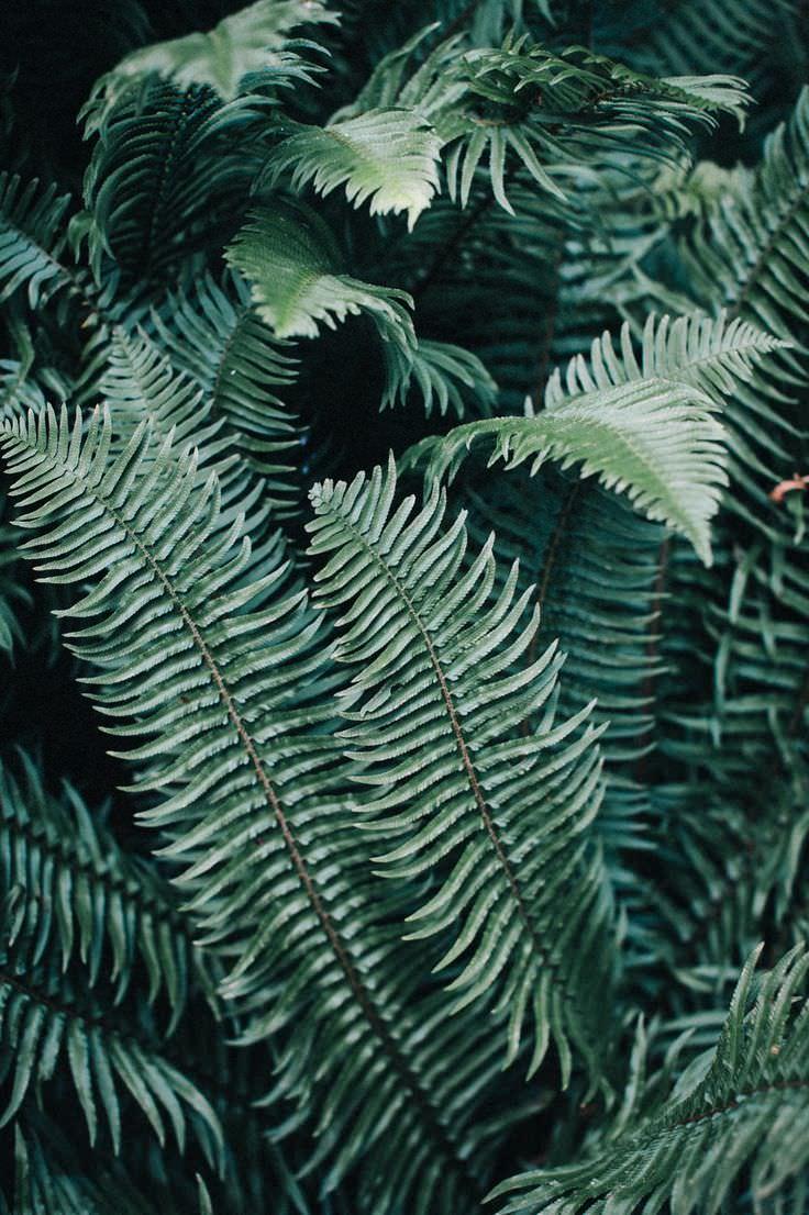736x1106 Bohemian Tumblr Wallpaper