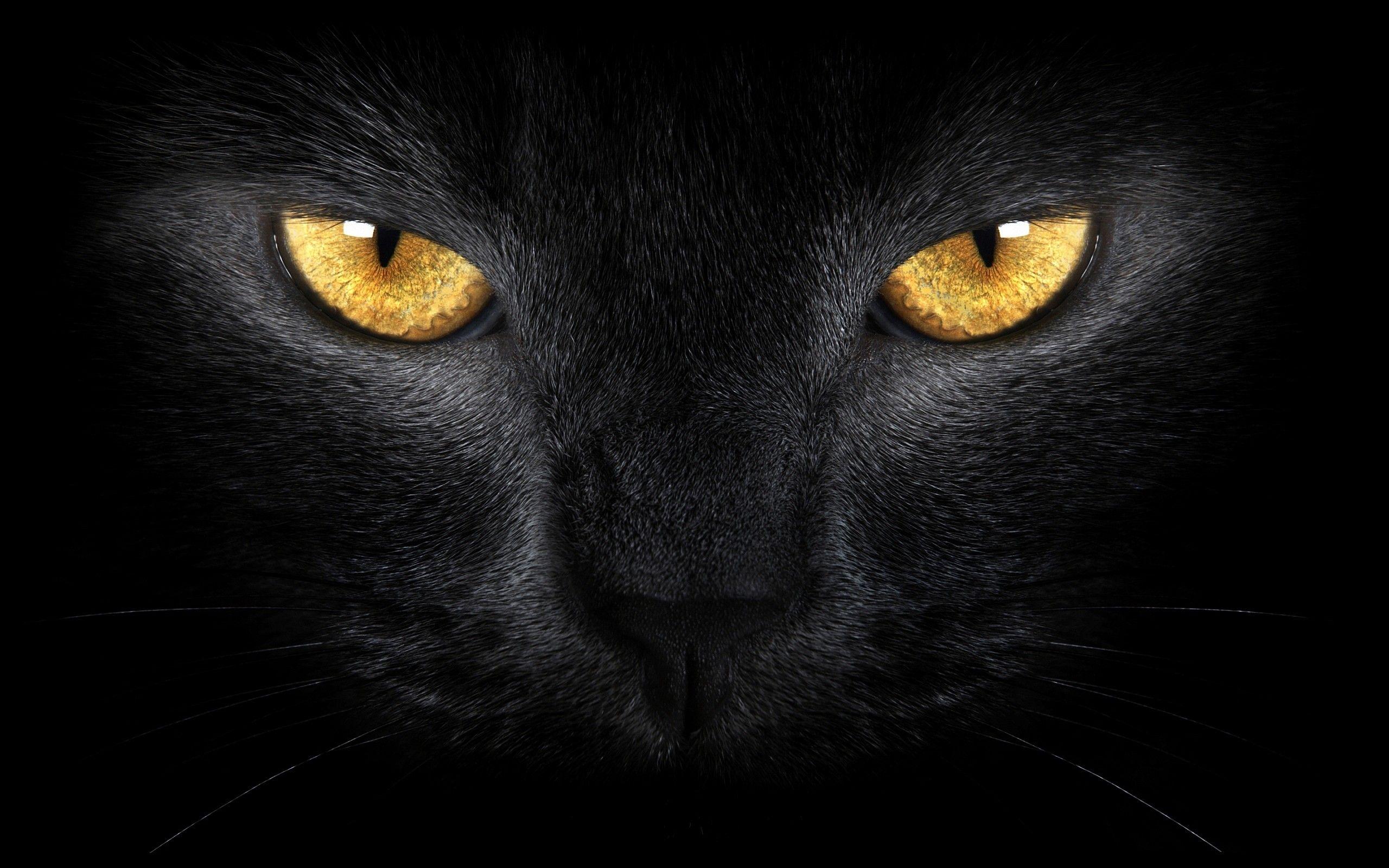 Aesthetic Black Cat Wallpapers - Top Free Aesthetic Black Cat Backgrounds - WallpaperAccess