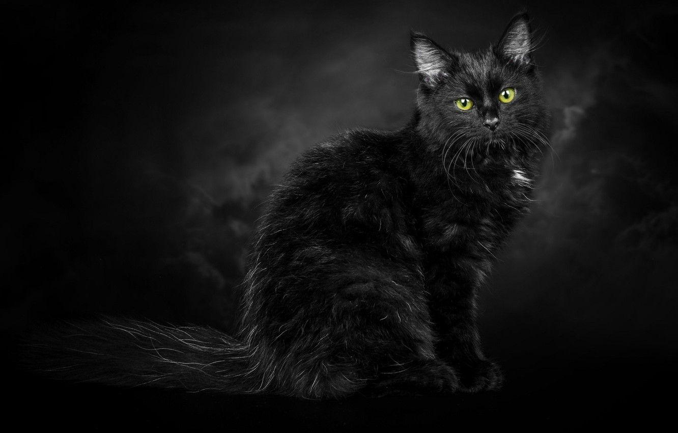 1332x850 Wallpaper black background, green eyes, black cat image for desktop, section кошки