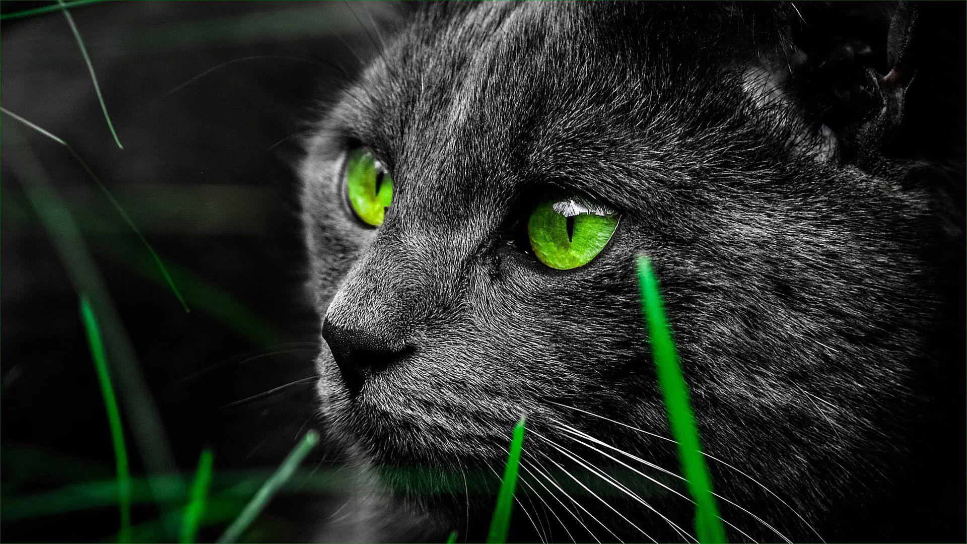 1920x1080 Green Eye Black Cat Wallpaper