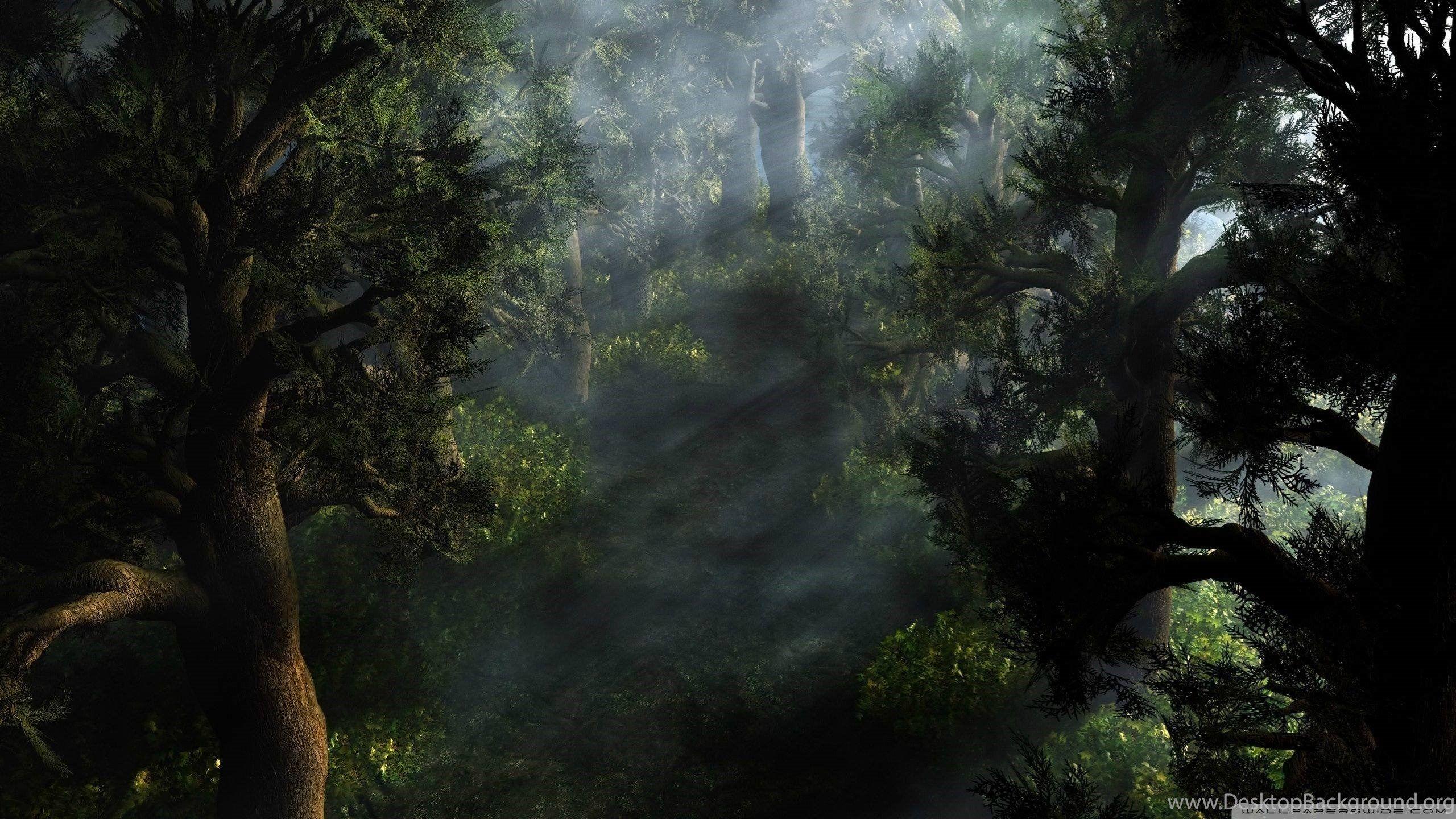2560x1440 Mystical Forest Wallpaper