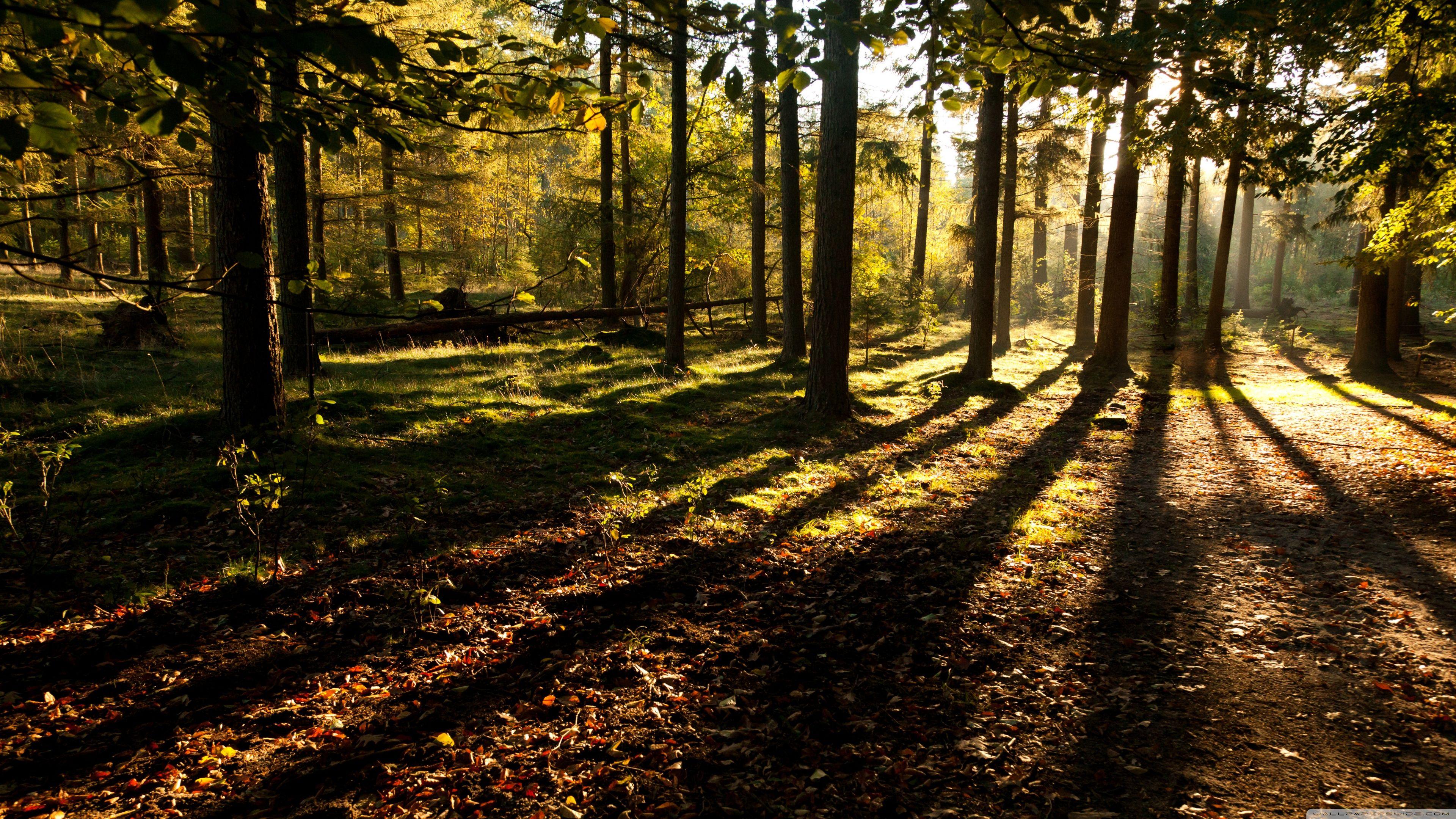 3840x2160 Mystical Forest ❤ 4K HD Desktop Wallpaper for 4K Ultra HD