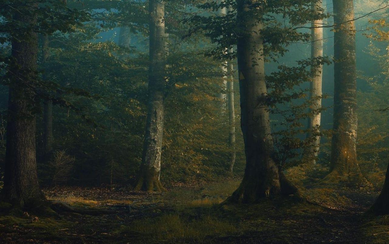 1280x804 Forest Mystical Dawning wallpaper. Forest Mystical Dawning