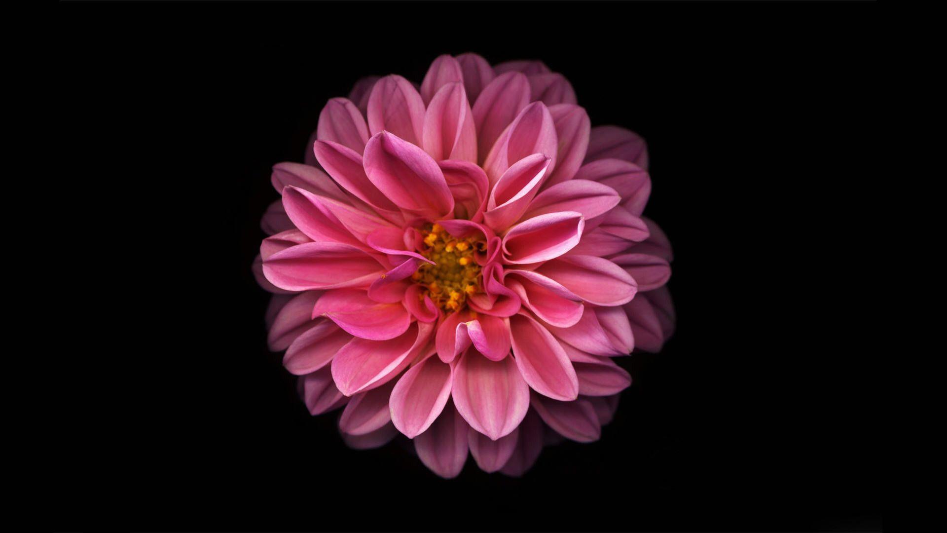 Black and Pink Flower Wallpapers - Top Free Black and Pink Flower ...
