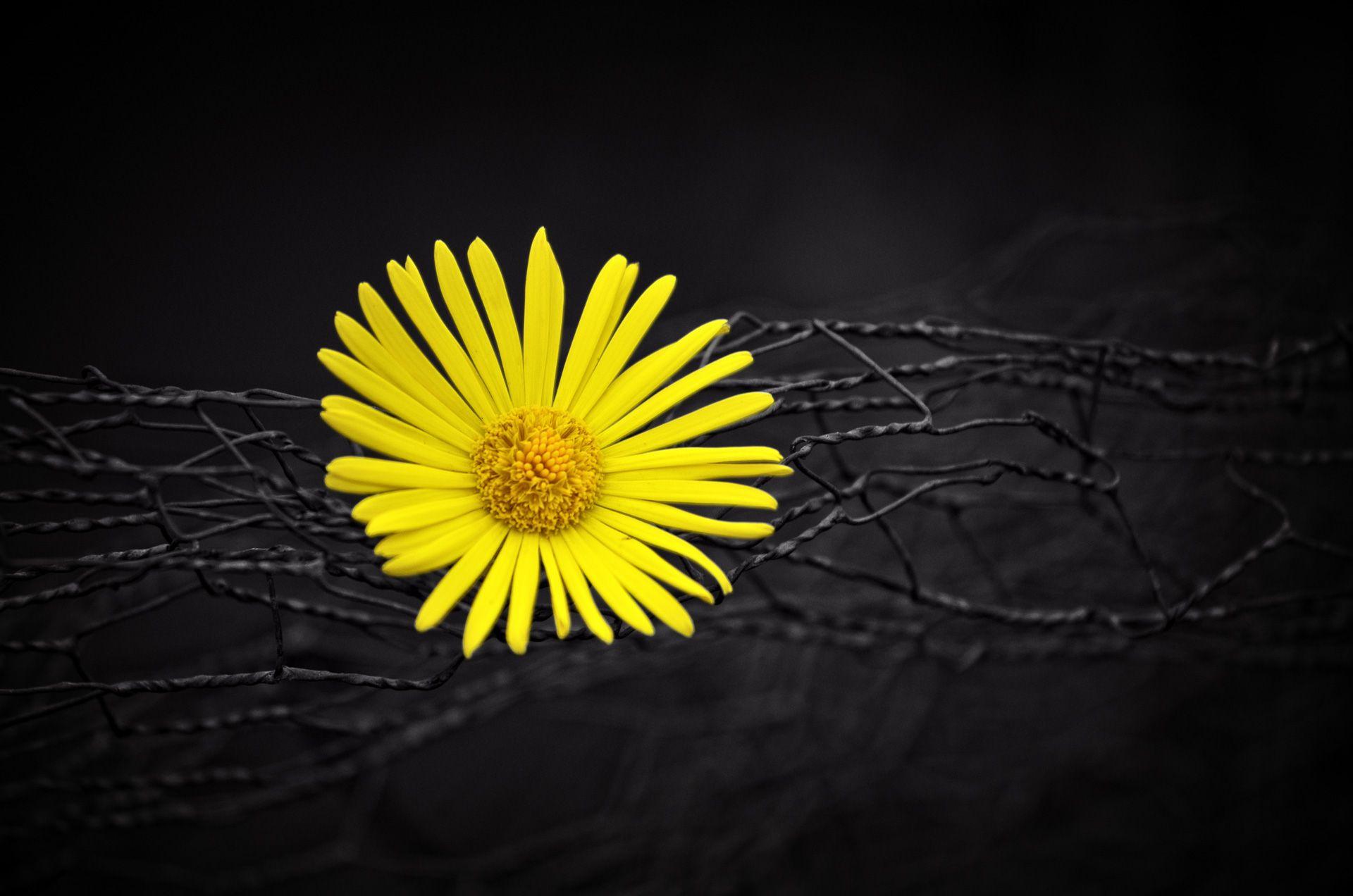 1920x1272 Yellow Flower Fence Dark Black Background, HD Flowers, 4k