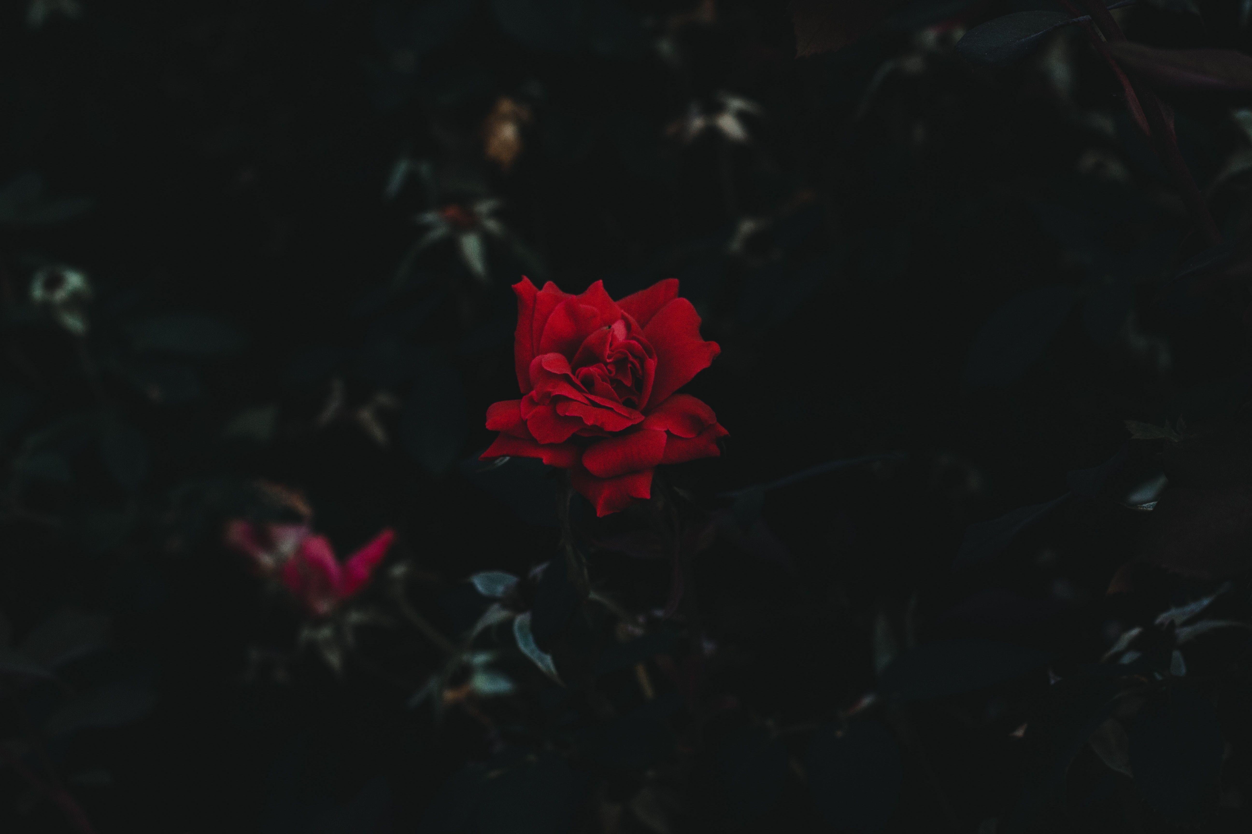 5184x3456 #landscape, #dark background, #red flowers