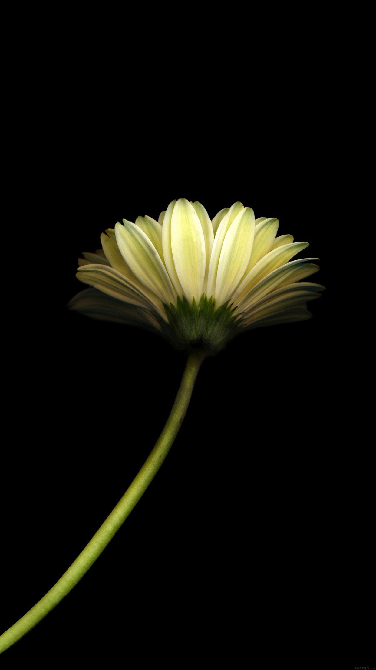 1242x2208 Lonely Flower Dark Simple Minimal Nature Android wallpaper
