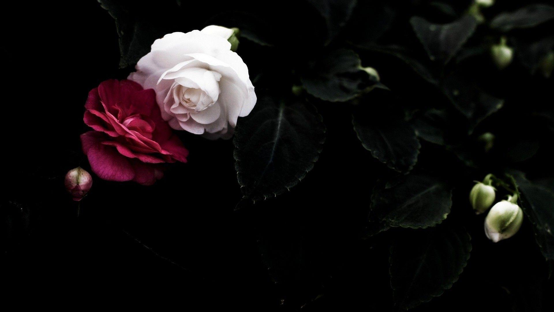 1920x1080 flowers, Rose, Dark Wallpaper HD / Desktop and Mobile