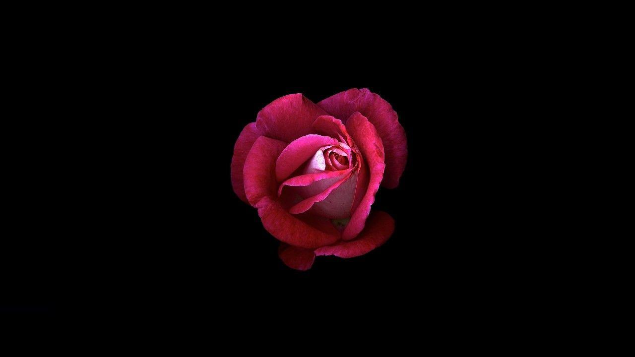 1280x720 Wallpaper Pink rose, Dark background, HD, Flowers