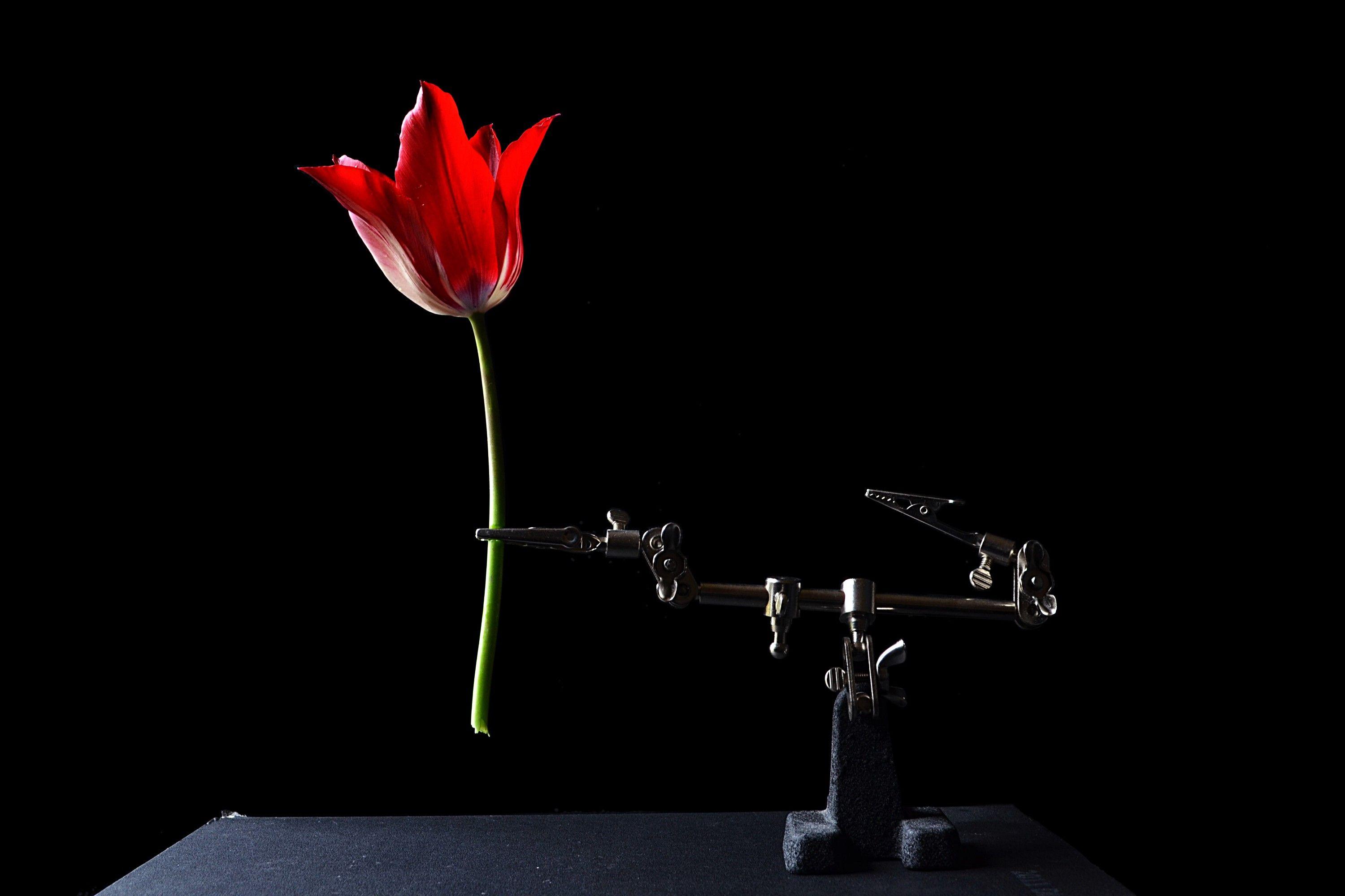 3000x2000 dark black background flowers wallpaper