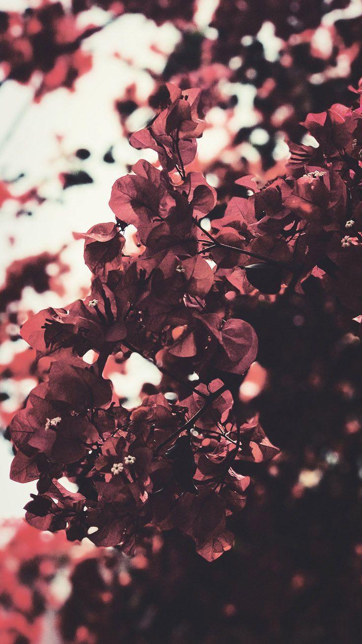 736x1308 Gorgeous Happy Fall iPhone X Wallpaper. Floral wallpaper