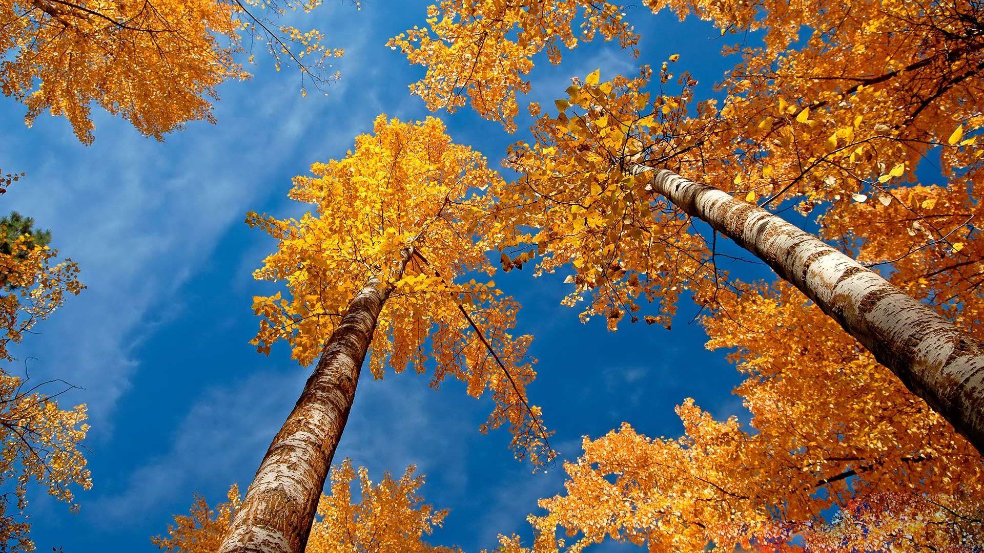 1920x1080 Fall Computer Wallpaper
