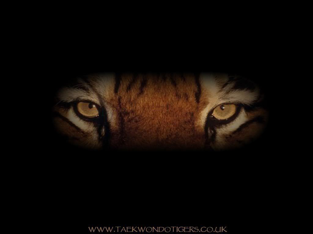 1024x768 Eye(s) of the tiger!! Great song. Tigers. Tiger