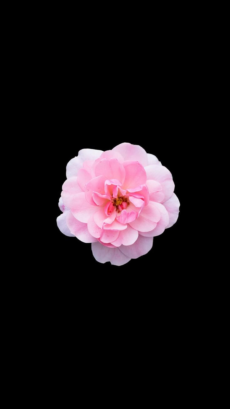 736x1308 Black And Pink Mobile Wallpaper