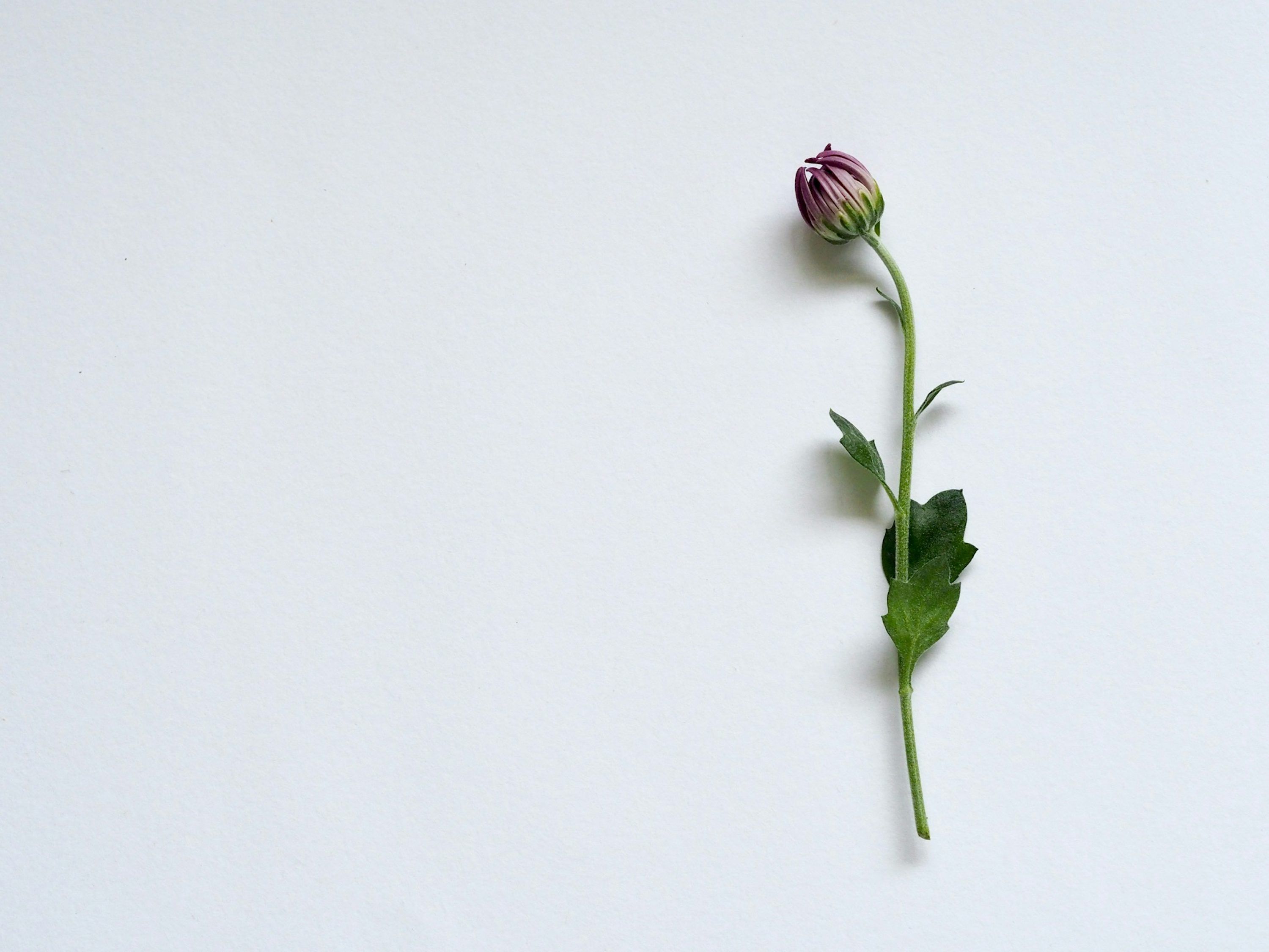 3000x2250 A Single Flower Picture