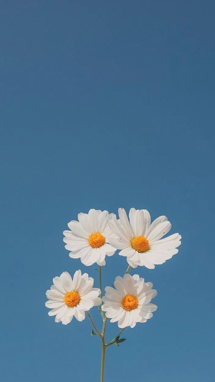 736x1308 Aesthetic Flower Wallpaper Background