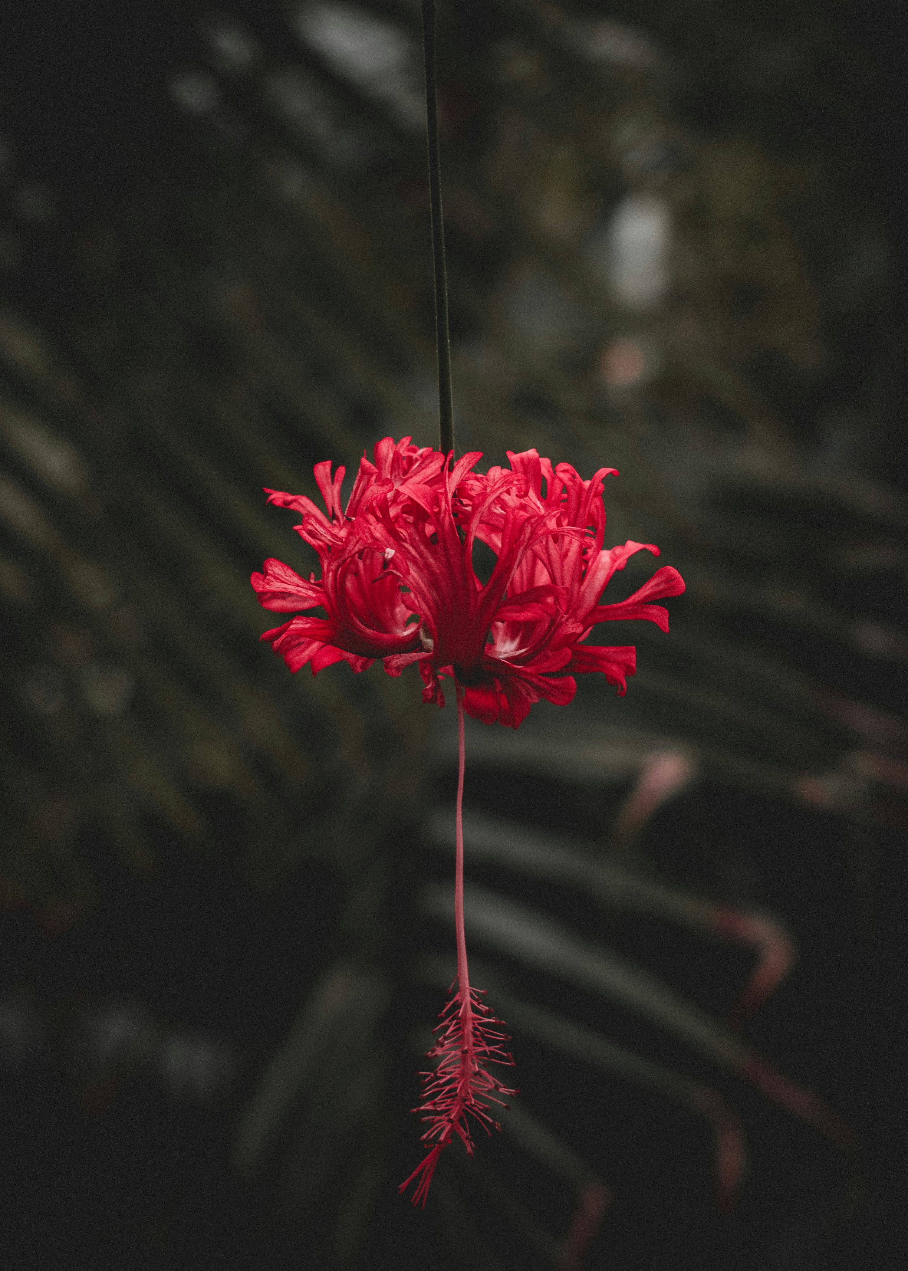3000x4200 A Single Flower Picture