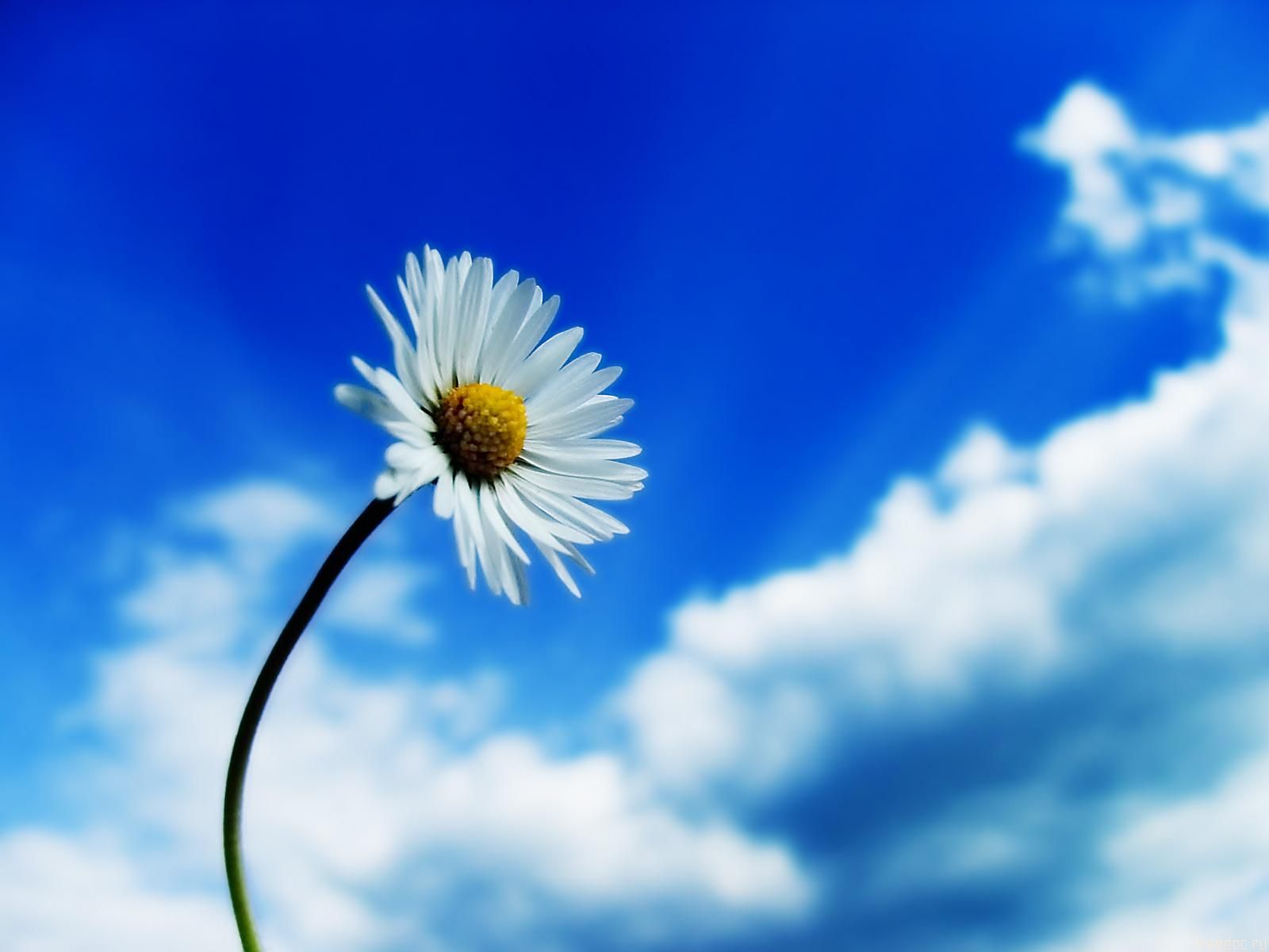 1600x1200 Beautiful Sky White Flower Wallpaper