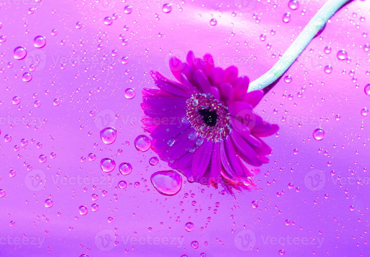 1408x980 one purple gerbera on neon purple