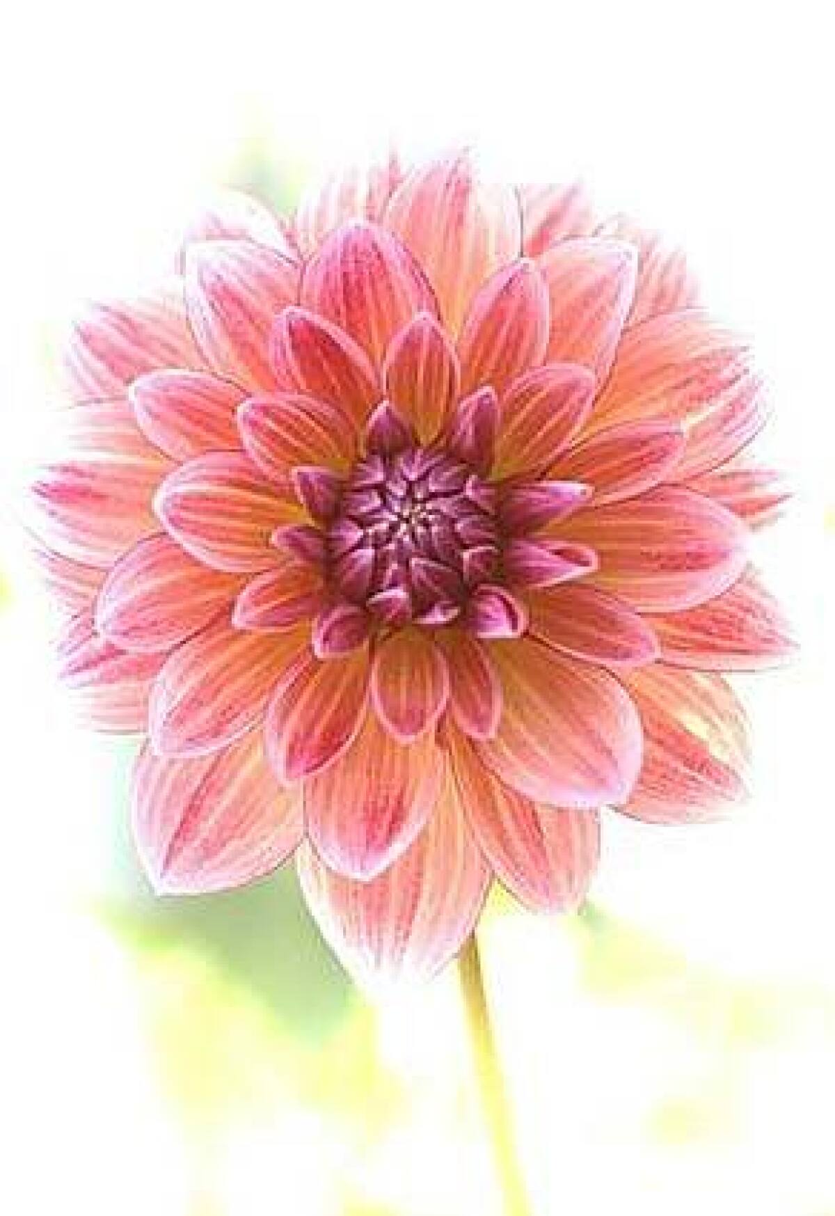 1200x1747 One flower, infinite beauty