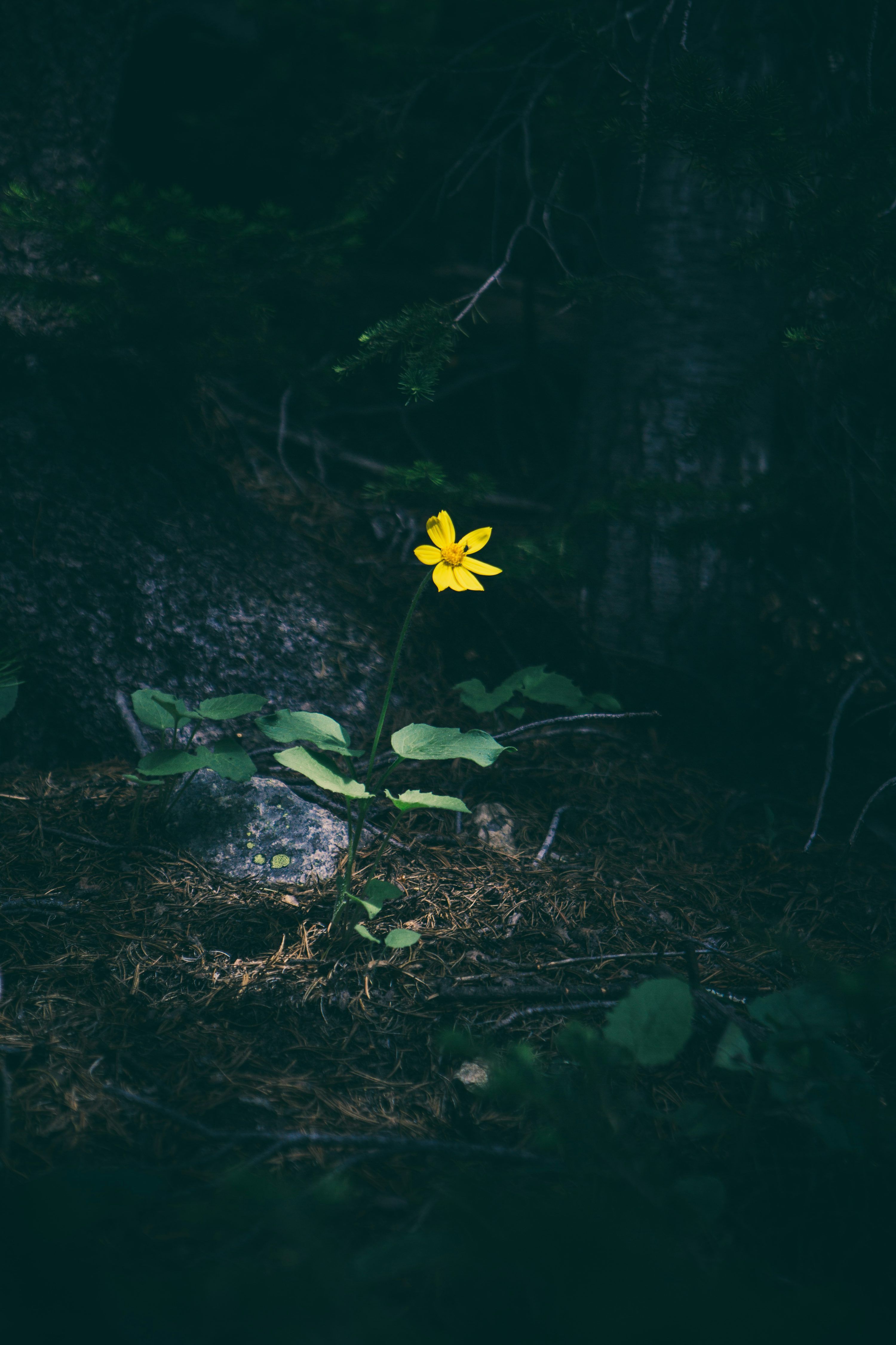 3000x4500 Single Flower Picture. Download Free