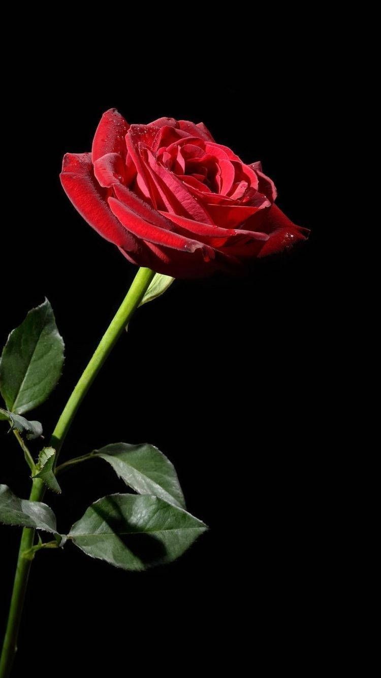 750x1334 One Red Rose iPhone Wallpaper