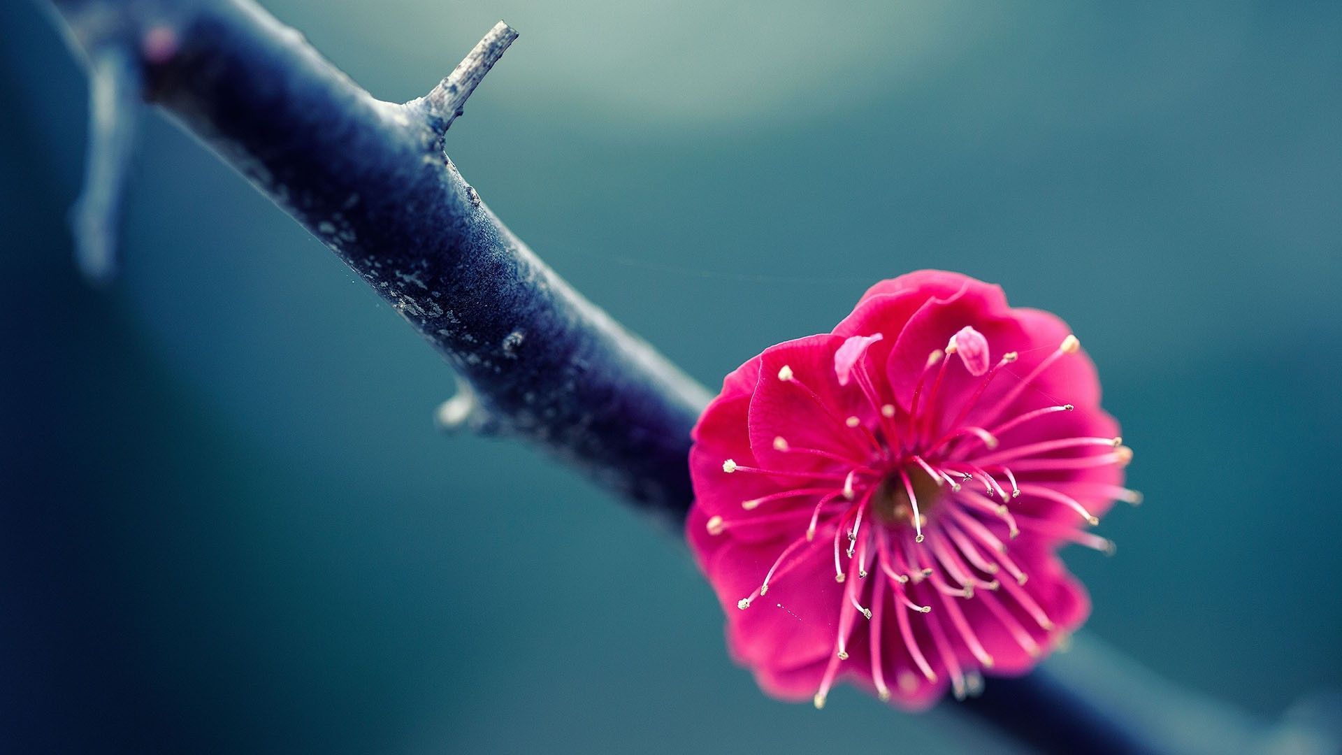 1920x1080 Flower Wallpaper
