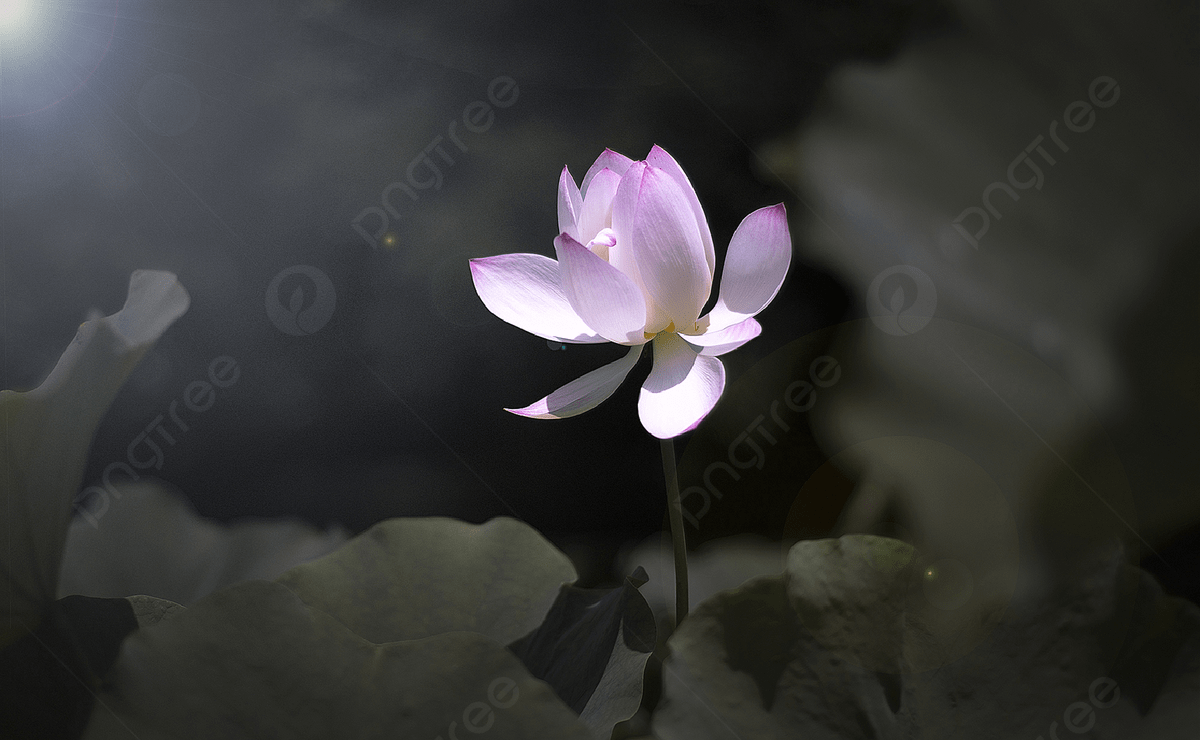 1200x740 Lotus Flower, Lotus Leaf
