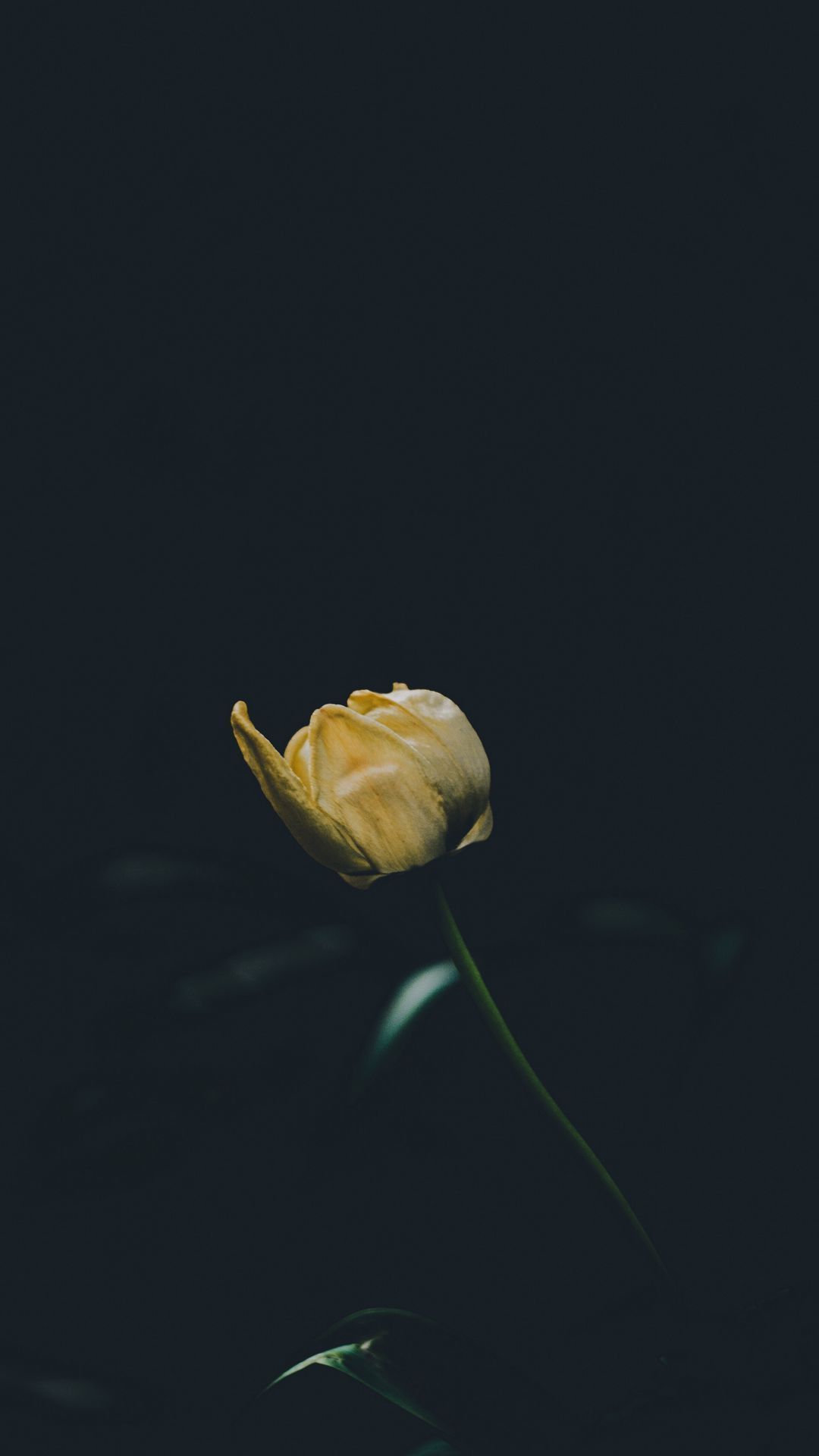 1080x1920 Download wallpaper 1080x1920 tulip