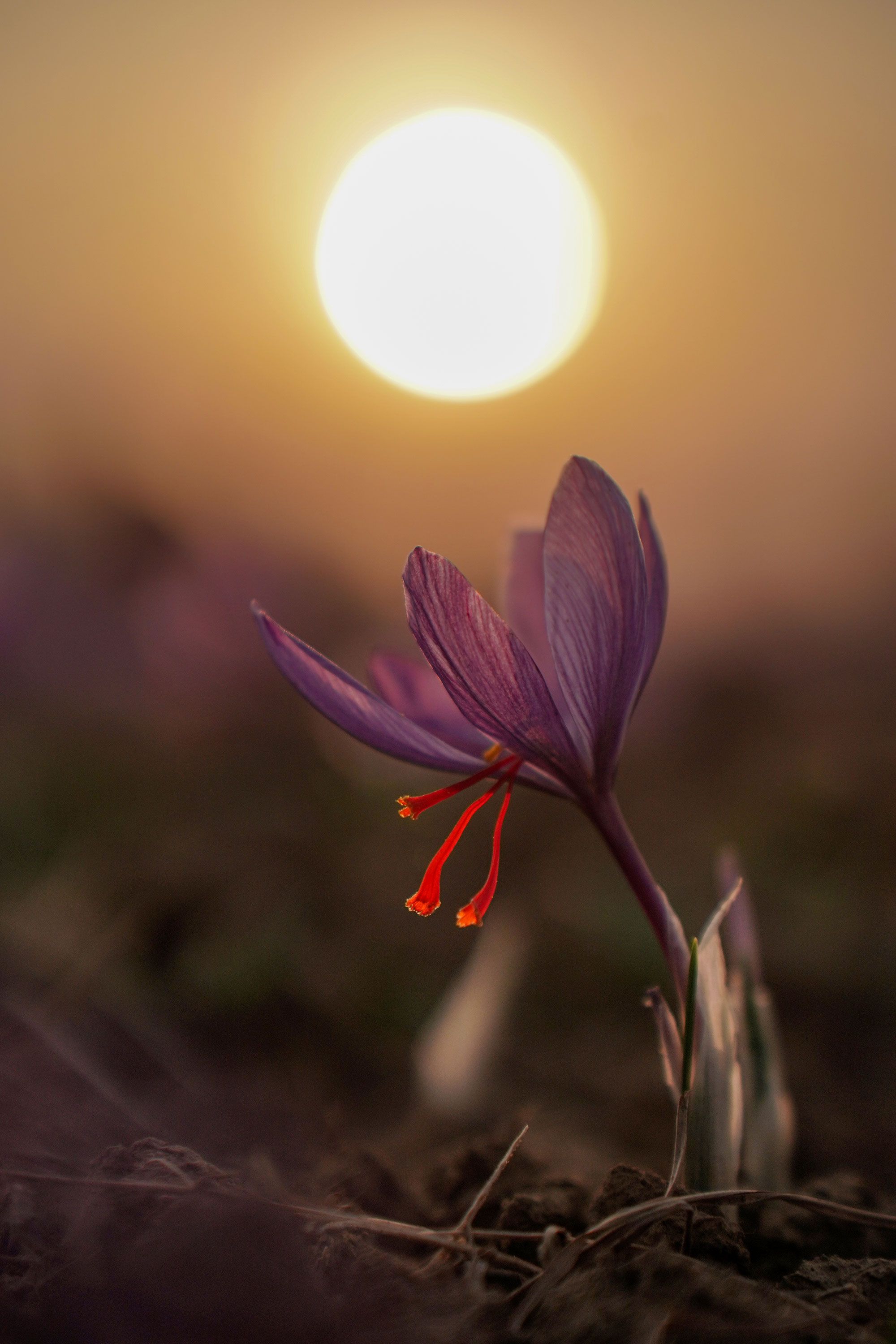 2000x3000 Saffron: One of the beauty industry's