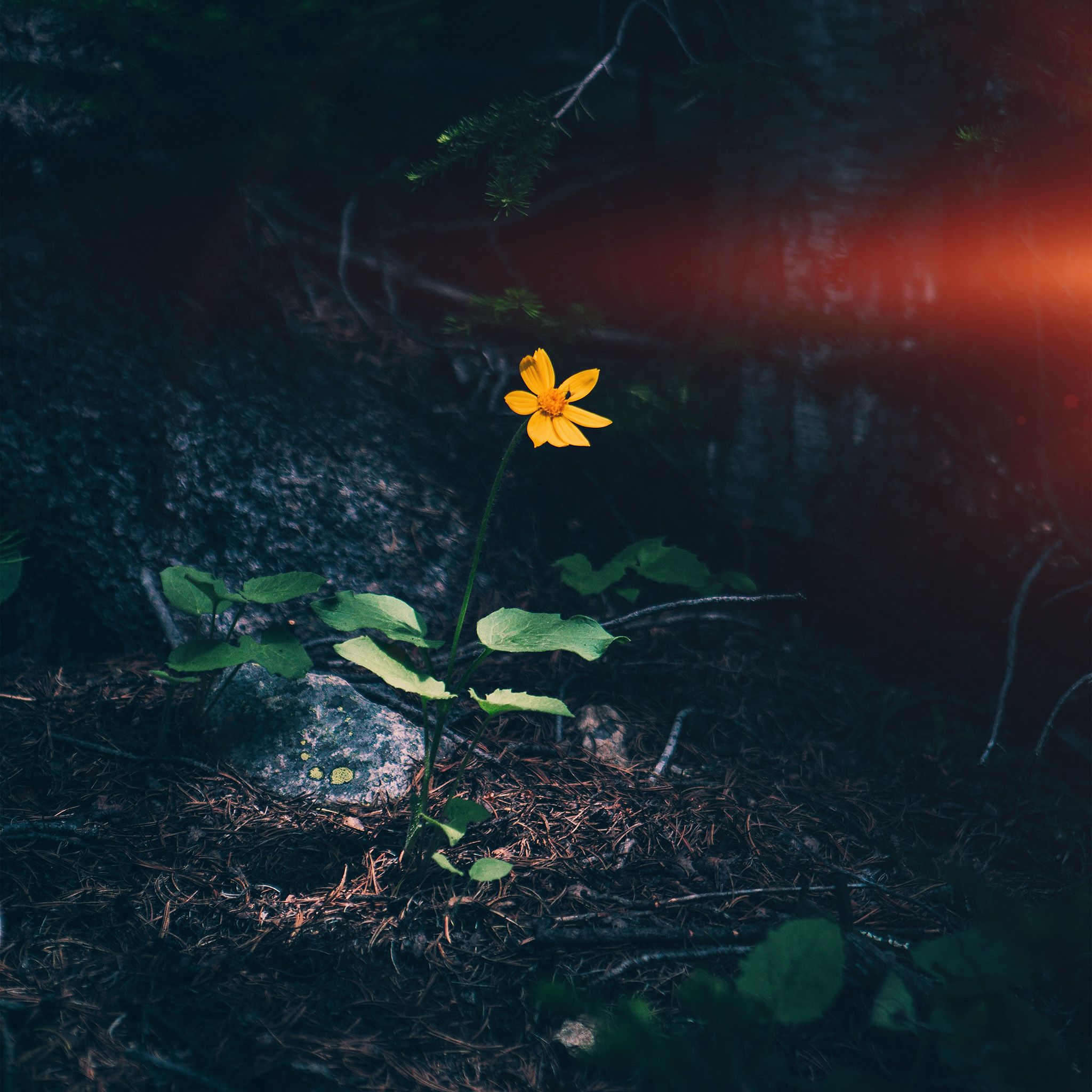 2048x2048 Flower Orange Forest Wood Lonely