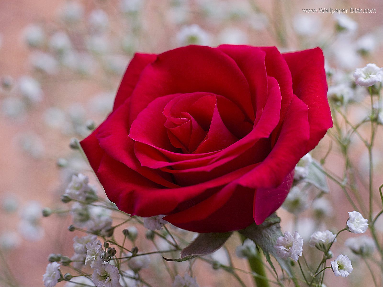 1600x1200 Flower Photo: One Red Rose