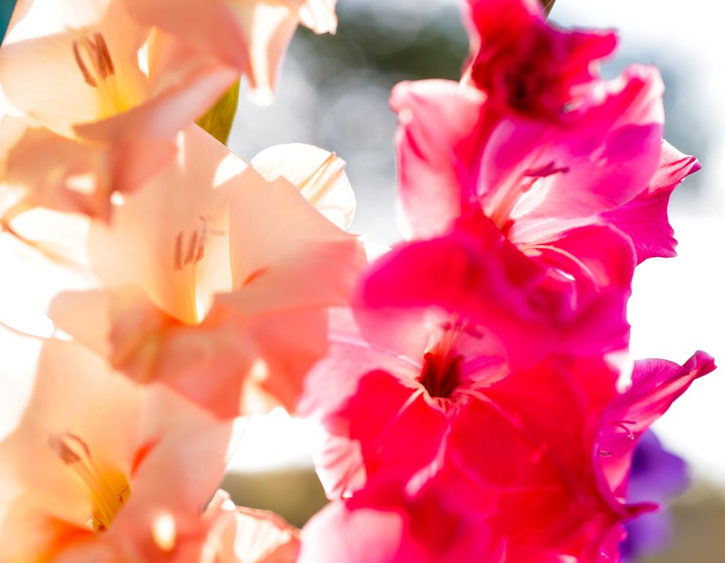 1024x795 Flower Art, In Honor Of Autumn And
