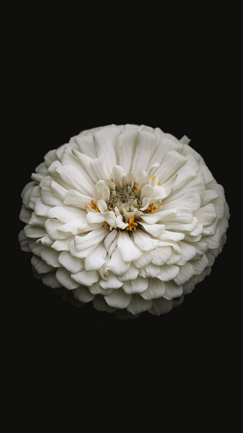 800x1422 White flower, black, flower, nature