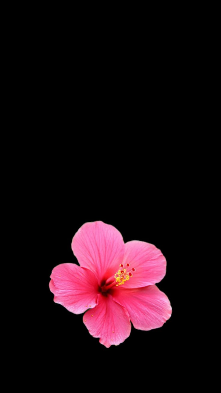 736x1308 Pin page