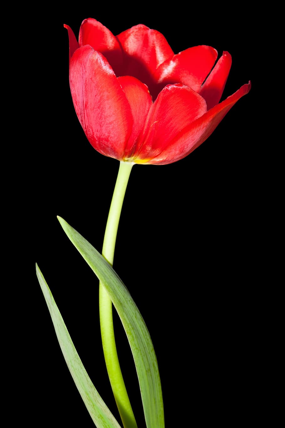 910x1365 HD wallpaper: tulip, color, colorful
