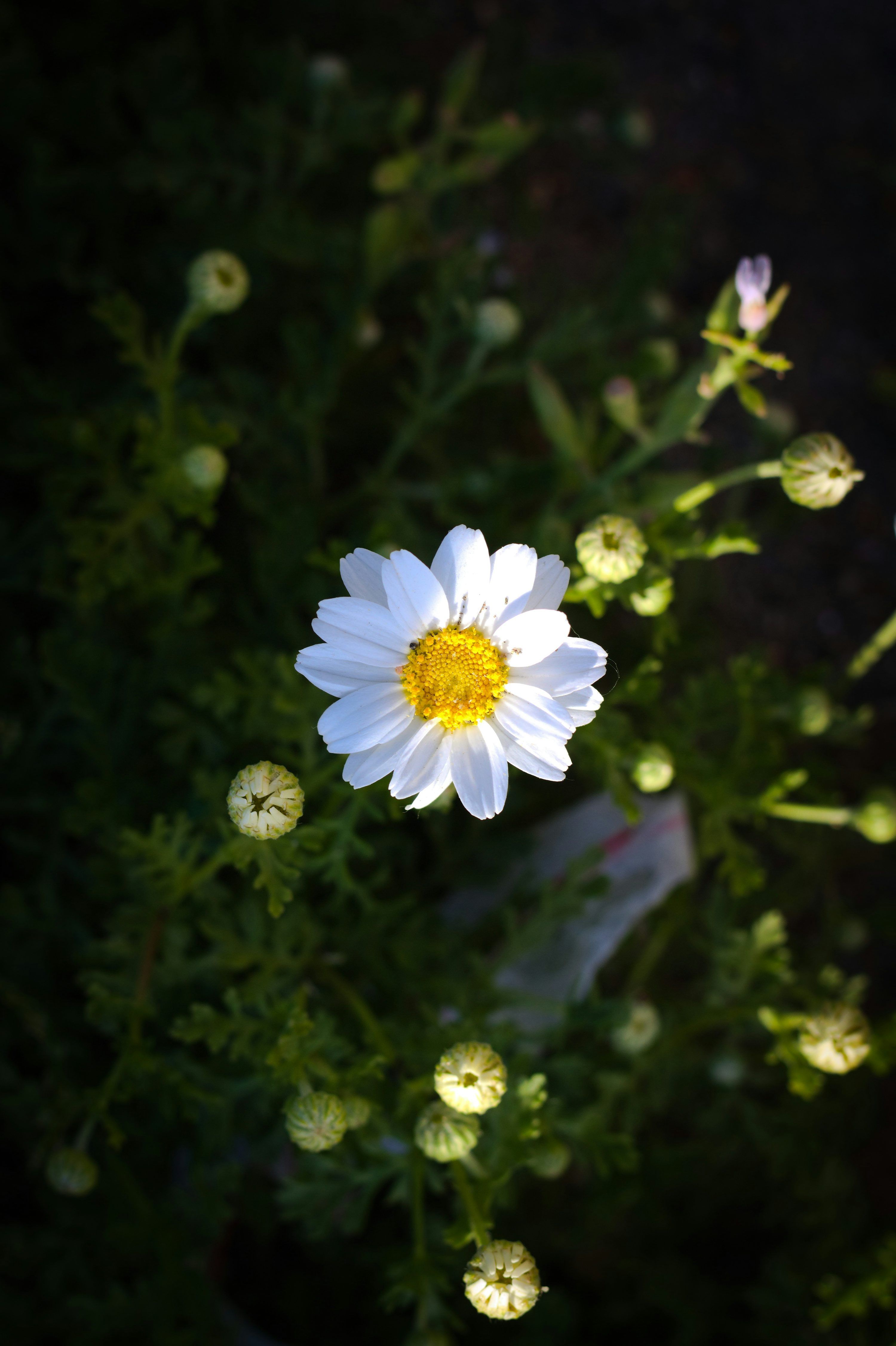 3000x4507 Single Flower Picture. Download Free