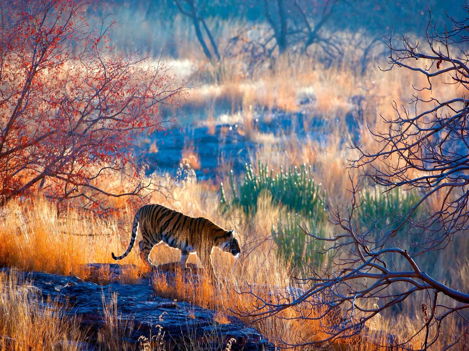 1600x1200 Tigers in Ranthambore National Park