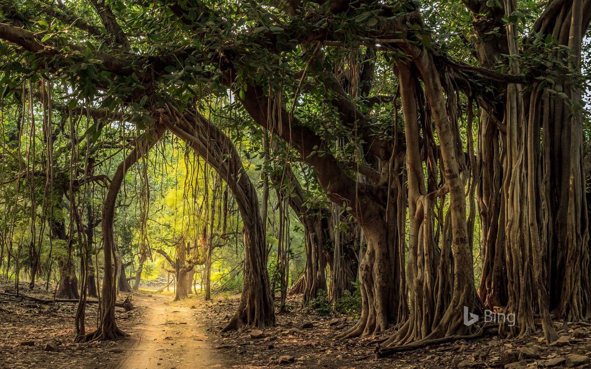 1920x1200 Jeep trail in Ranthambore National Park