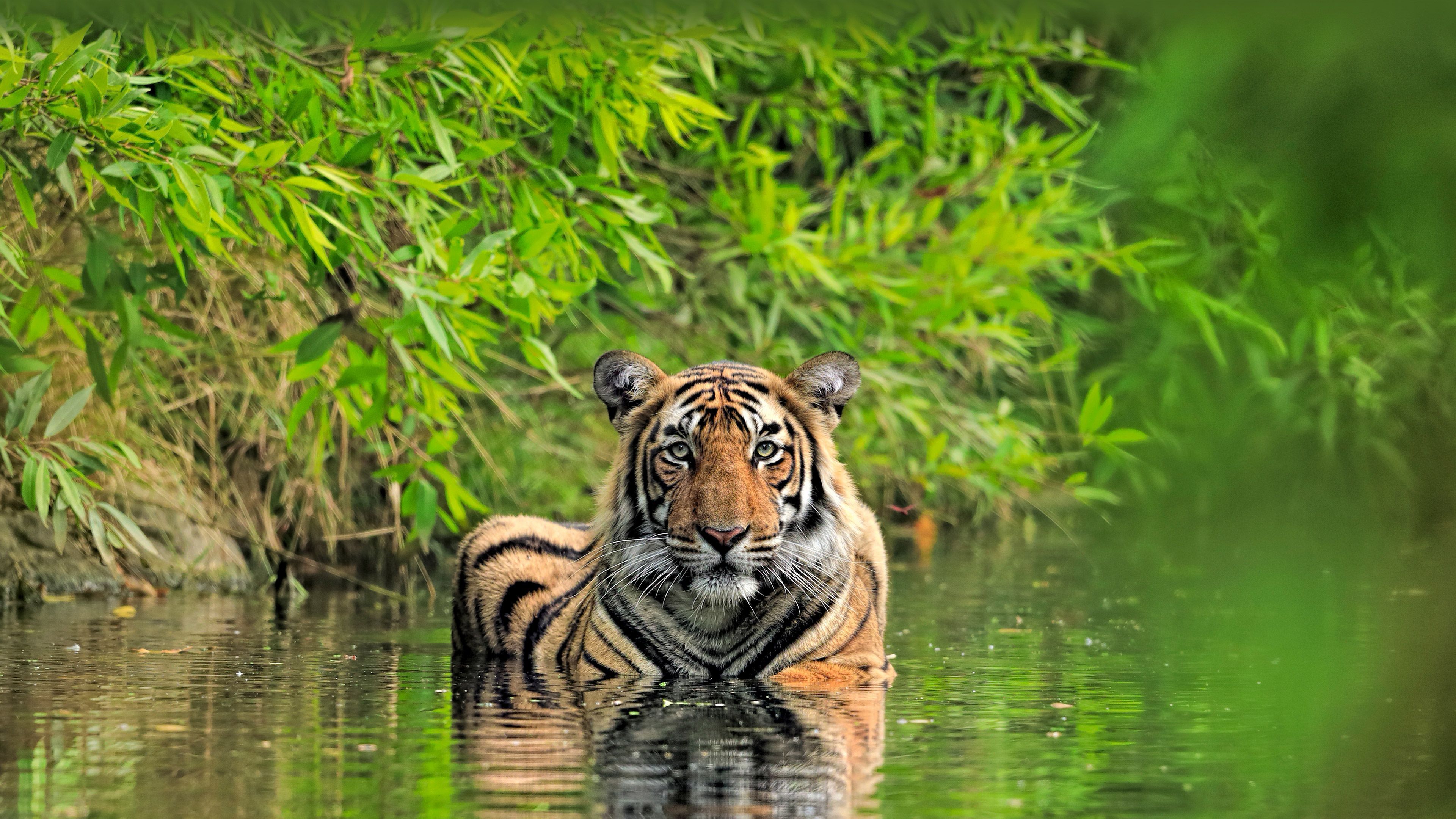 3840x2160 Bengal tiger, Ranthambore National Park