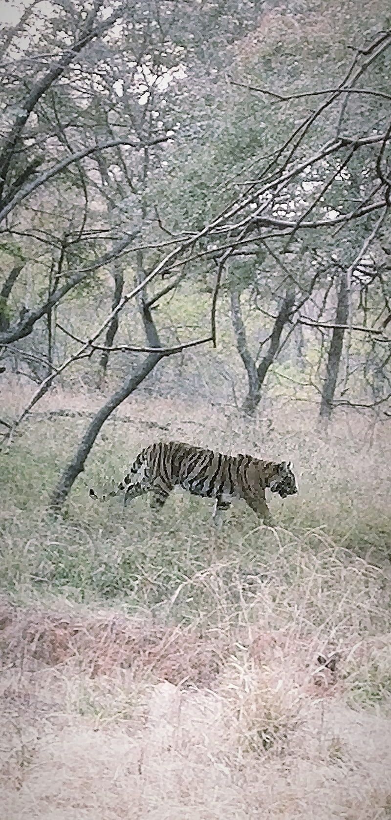 800x1679 HD ranthambore wallpaper