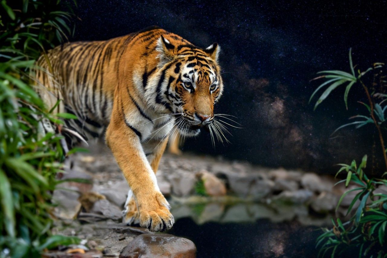 1280x853 Ranthambore National Park Safari