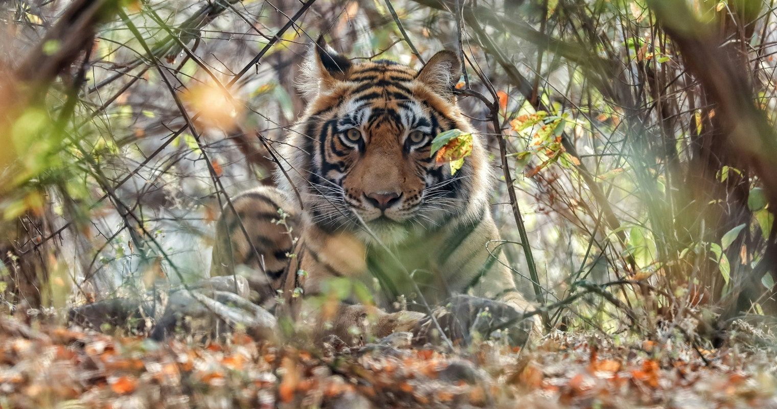 1520x800 Sher Bagh, Ranthambore National Park