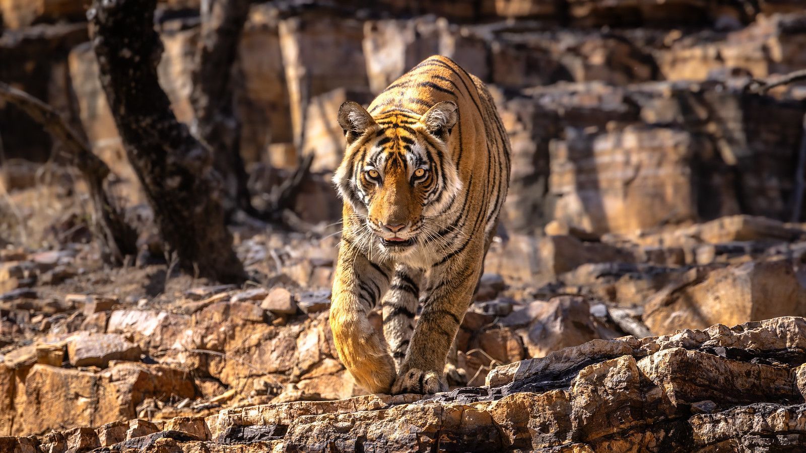 1600x900 Riddhi, Queen of Ranthambore