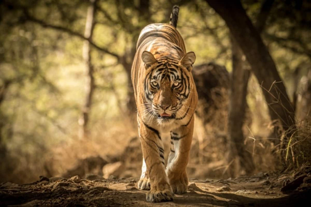 1200x800 Photos of Ranthambore Tiger Reserve