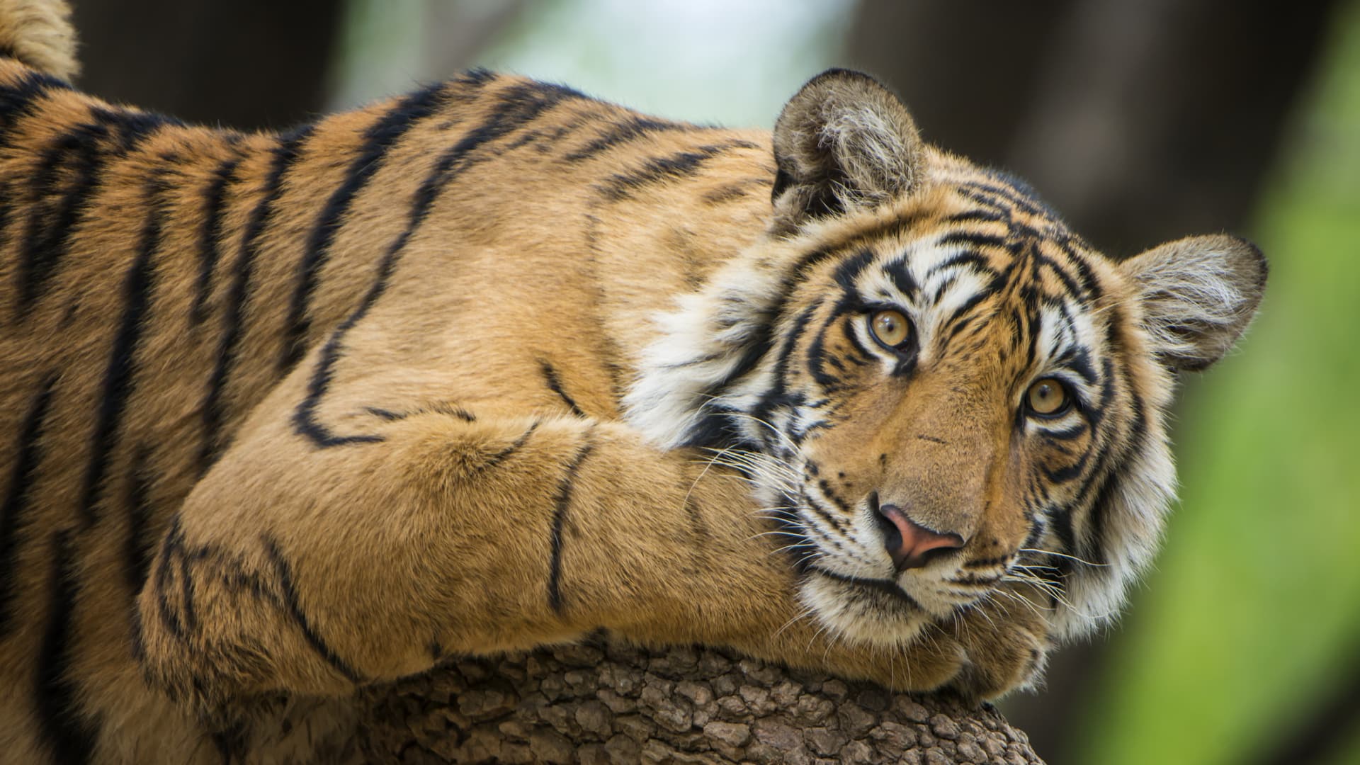 1920x1080 India at Ranthambore National Park