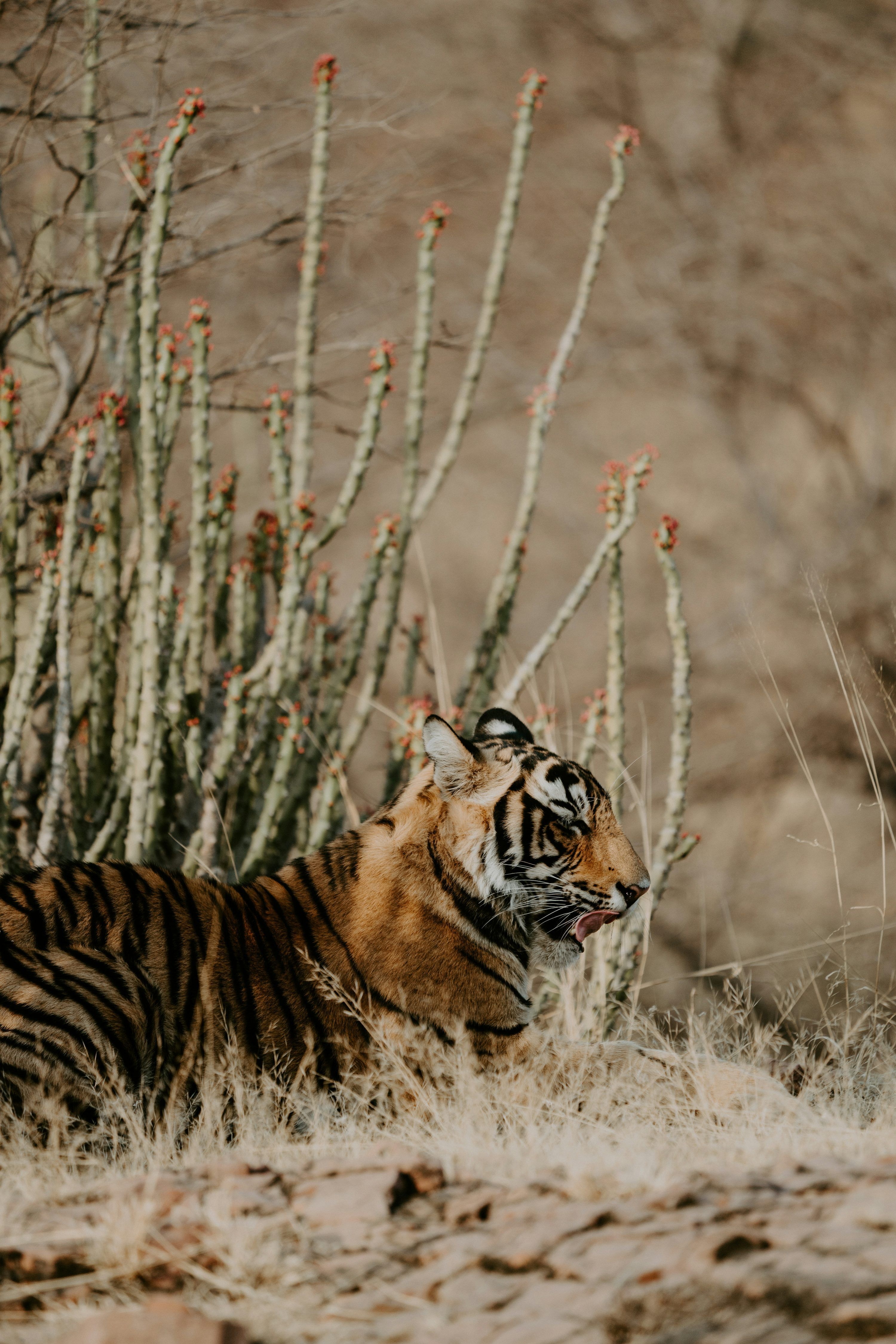 3000x4498 Brown and black tiger walking on brown