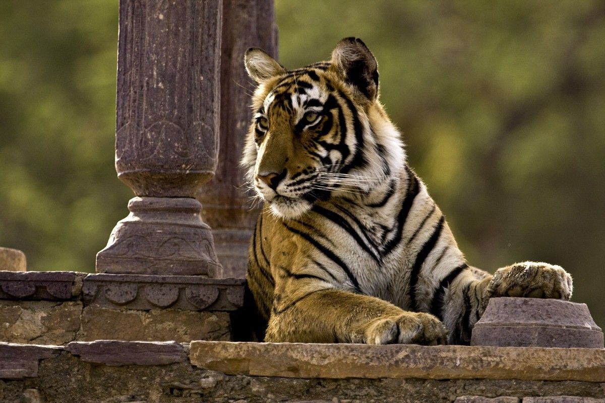 1200x800 Ranthambore National Park