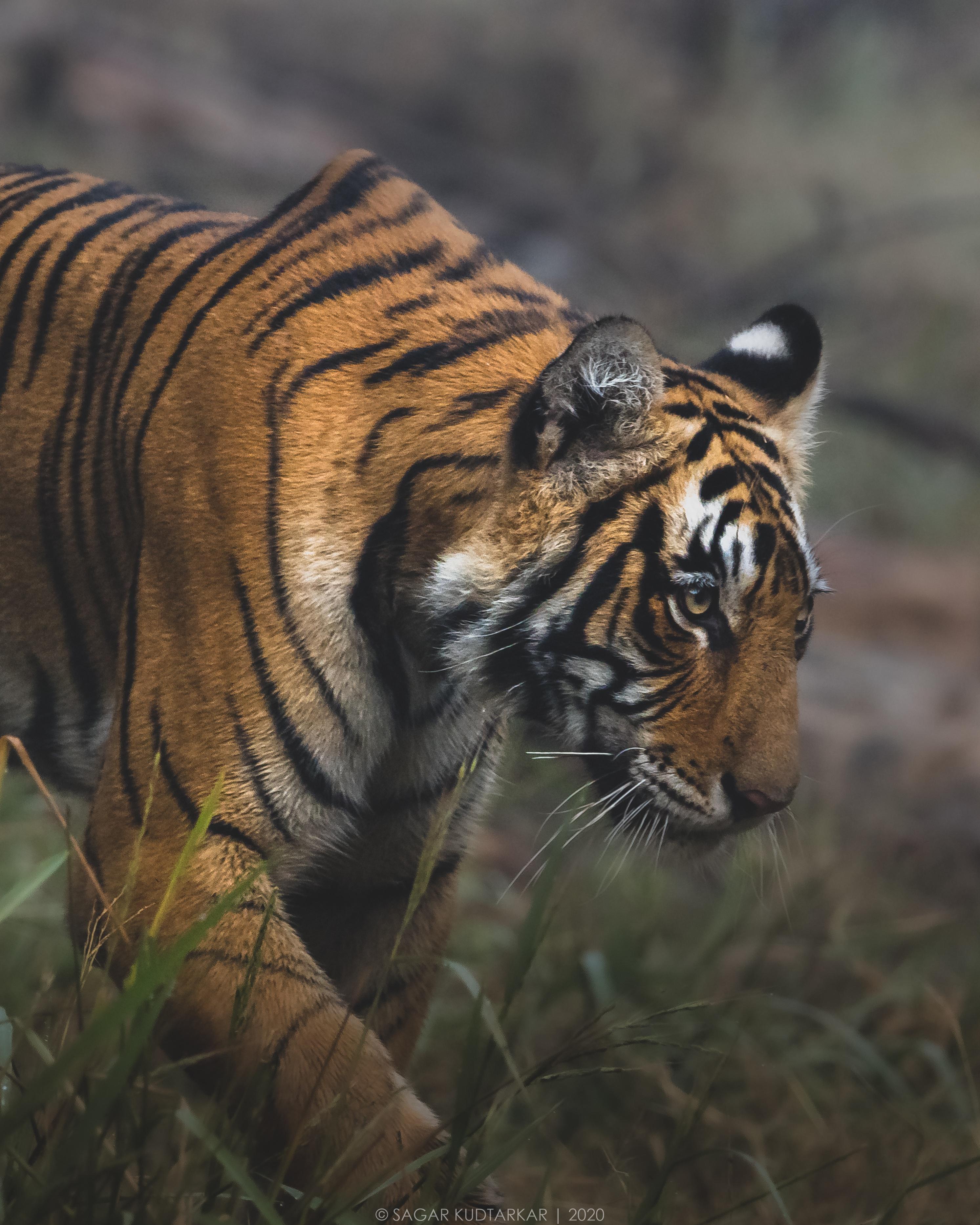 2986x3732 Tigers of Ranthambore National Park