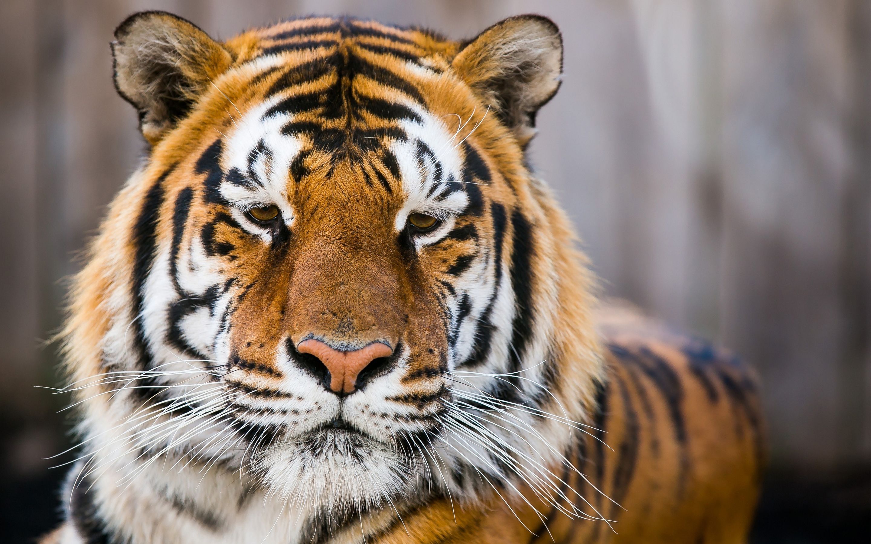 2880x1800 Ranthambore Tiger Reserve Wallpaper